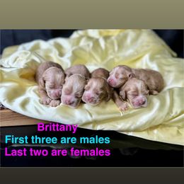 Girl 2 - Red female Cocker Spaniel puppy in Bonsall, California from CuttinBlue Farms