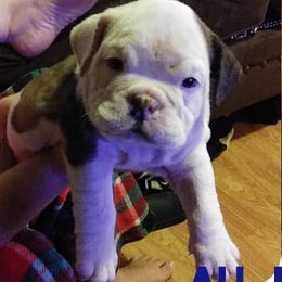 Bulldogs from Taylormade Bulldogs