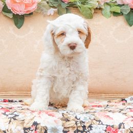 Leonardo Davinci - Cream Australian Labradoodle puppy in Statesville, North Carolina from Rose Cottage Labradoodles