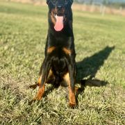 Au Jus - Black and rust Beauceron puppy in Escondido, California from Wildfire Kennels
