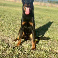 Au Jus - Black and rust Beauceron puppy in Escondido, California from Wildfire Kennels