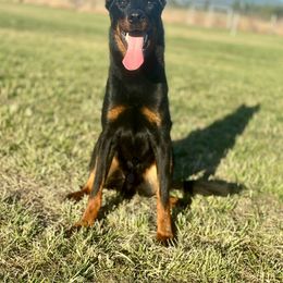 Au Jus - Black and rust Beauceron puppy in Escondido, California from Wildfire Kennels