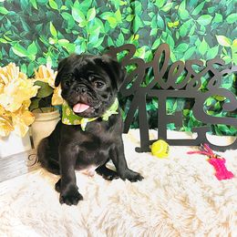 Pug Puppies from Show Stoppers! Lindsay’s Cenla Pugs! Genetic Perfection!