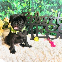 Pug Puppies from Show Stoppers! Lindsay’s Cenla Pugs! Genetic Perfection!