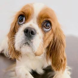 Bridget - Cavalier King Charles Spaniel