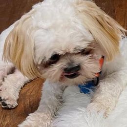 Shih Tzus from Private Home