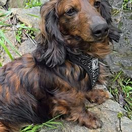 TOBY - Red male Dachshund puppy in Albany, New York from Out in the BoonDachs