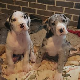 Harlequin Female 1 - Harlequin female Great Dane puppy in Gig Harbor, Washington from Lakaya Danes