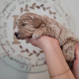 Bernedoodle Puppies from TOP NOTCH PUPS- BERNEDOODLE BREEDER