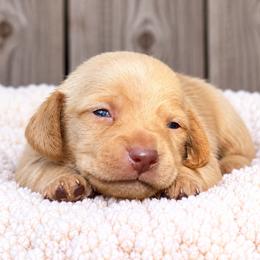 Colton - Cream male Dachshund puppy in Industry, Illinois from KDKs Kennels