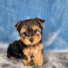 Male pup - Black and tan male Yorkshire Terrier puppy in Polk City, Florida from Yorkies by Casey