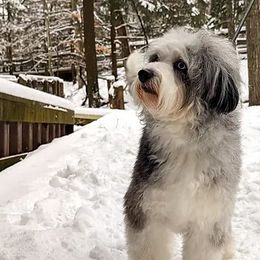 Aussiedoodles from Appleblossom Aussiedoodles