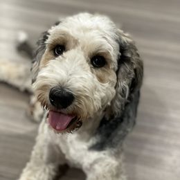 Bernedoodles, Bernese Mountain Dogs, Irish Doodles, and Poodles from Huckleberry Doodles