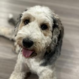 Bernedoodles, Bernese Mountain Dogs, Irish Doodles, and Poodles from Huckleberry Doodles