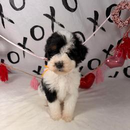 Dasher - Parti male Poodle puppy in Luana, Iowa from Country View Bernedoodles and Goldendoodles