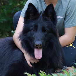 Black Betty - Black German Shepherd puppy in Canton, Texas from WILDWOOD GERMAN SHEPHERDS