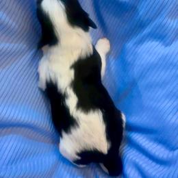 Benz - Black and white male Havanese puppy in Hawthorne, Florida from Havanese Acres
