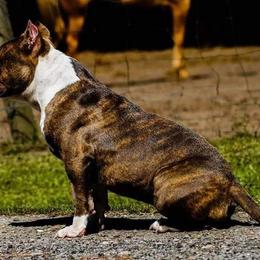 American Bullies and French Bulldogs from Noble One Bullies