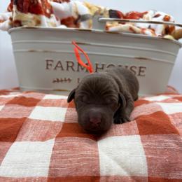 Orange - Chocolate male Labrador Retriever puppy in Heath Springs, South Carolina from Rich Hill Retrievers