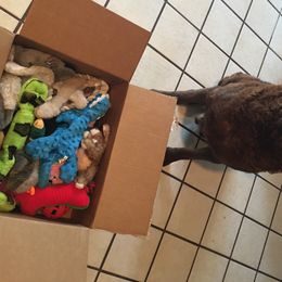 Chesapeake Bay Retrievers from Misty Hill Chesapeakes