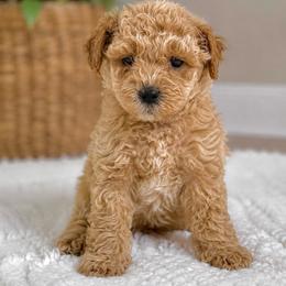 Tulip Duke - Apricot female Maltipoo puppy in Greenville, North Carolina from ENC Goldendoodles
