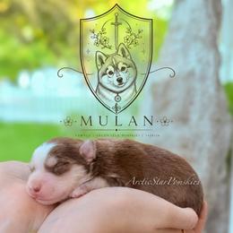 Mulan - Red and white female Pomsky puppy in Wausau, Wisconsin from Arctic Star Pomskies