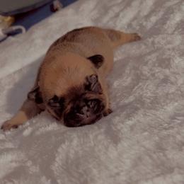 Valentino - Brindle female French Bulldog puppy in Newport News, Virginia from Emotional Support Babies