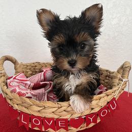 Girl 2 - female Yorkshire Terrier puppy in Rising Star, Texas from Phillips Pup House