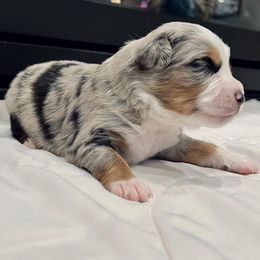 Miniature Australian Shepherd Puppies from Bishop Aussies