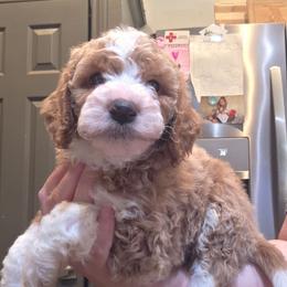 Kenny - Red  male Goldendoodle puppy in Palestine, Texas from KK's Doodle Bunch