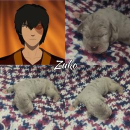 Zuko - Merle male Great Dane puppy in Pollock, Louisiana from Danes Done Right