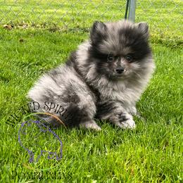AKC BAJA BLAST - Blue merle male Pomeranian puppy in Watkins Glen, New York from Wicked Spirits Pomeranians