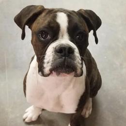 Boxers from Rebel Dogz USA