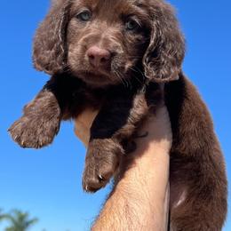 Bruce - Chocolate male Dachshund puppy in Riverside, California from Ashley’s canine collective