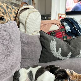 Dachshund Puppies from Circle C Farm