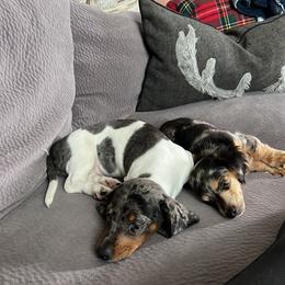 Dachshund Puppies from Circle C Farm