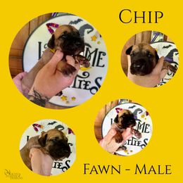 Chip - Fawn male Great Dane puppy in Longview, Texas from Noctua Kennels