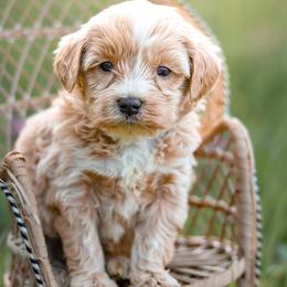 Bunker - male Australian Mountain Doodle puppy in Crete, Nebraska from Doodles & Co