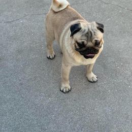 Ezra - Pug