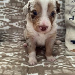 Miniature Australian Shepherd Puppies from B&B Little Aussie Gems