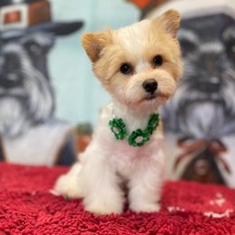 Havanese from Thunder Alley Kennels LLC