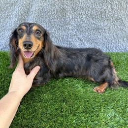 Stanley - Dachshund