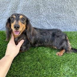 Stanley - Dachshund