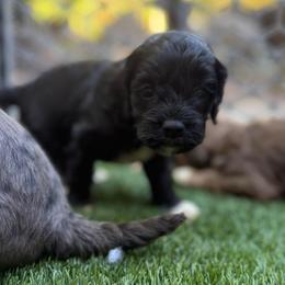 Peeta - Black and white male Cockapoo puppy in Williamston, South Carolina from Sassy Bob’s Dogs