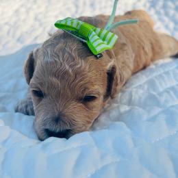 Lemon - Apricot female Goldendoodle puppy in Piedmont, Oklahoma from Perdue Puppies