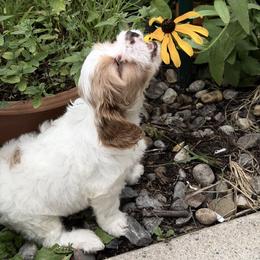 Cavapoo Puppies from Panda Puppies