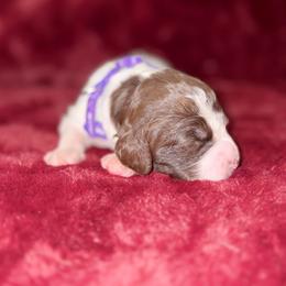 Purple - Liver roan female Brittany puppy in Adairsville, Georgia from Rocking L Farms