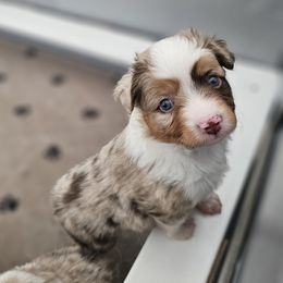 Toy Australian Shepherd Puppies from Reflections of Star Crest Kennel