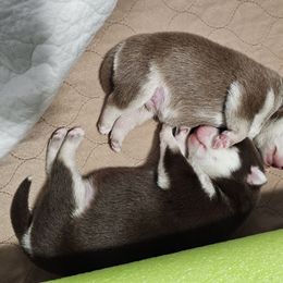 Pomeranian and Pomsky Puppies from CJ White's Poms and Pomskies