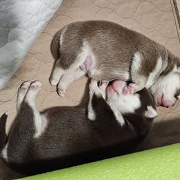 Pomeranian and Pomsky Puppies from CJ White's Poms and Pomskies